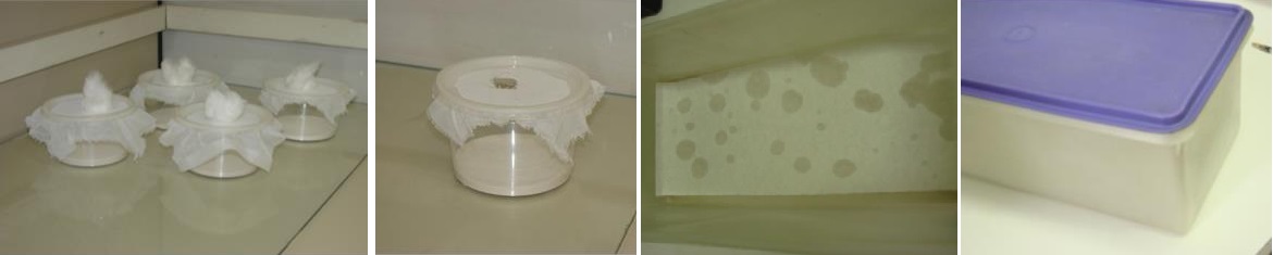 Montagem com quatro fotografias que ilustram materiais utilizados para o confinamento de flebotomíneos. Na primeira imagem, aparecem quatro potes plásticos transparentes cobertos por tecido de malha fina preso com elástico e um tufo de algodão inserido ao centro da tampa. Na segunda imagem, um pote similar com o tecido já perfurado ao centro. Na terceira, observa-se o interior de um recipiente retangular forrado com papel filtro contendo manchas circulares escuras, indicativas de fezes ou urina dos insetos. Na última imagem, uma caixa plástica translúcida com tampa roxa, utilizada para armazenar ou transportar os potes com flebotomíneos.​